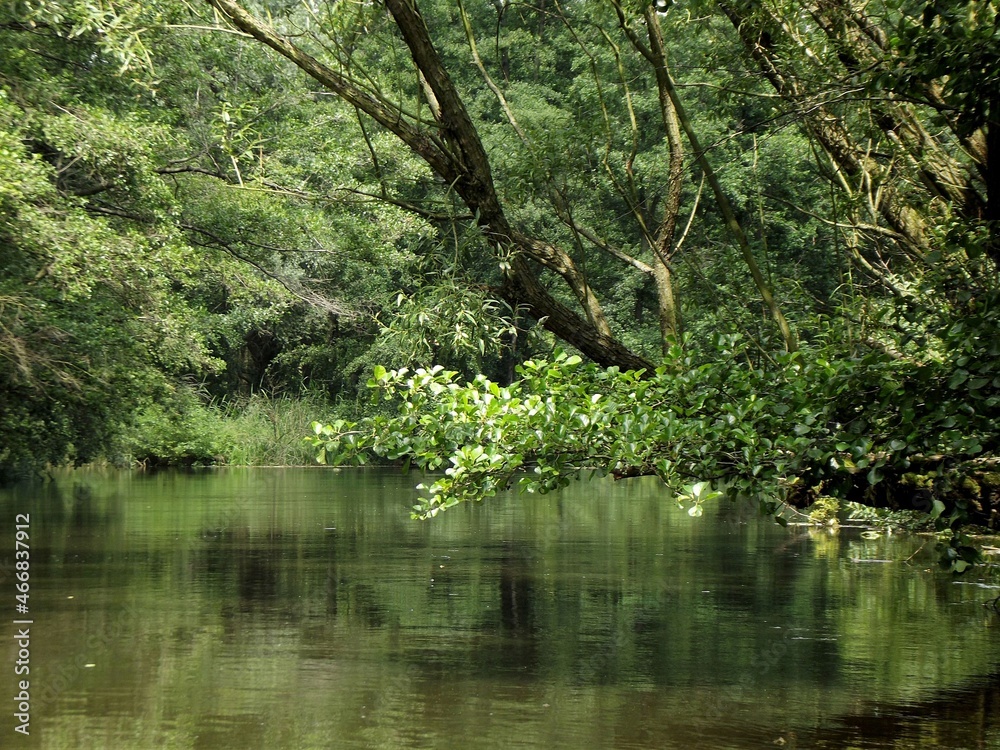 Green Forest
Halle (Saale) Germany - Jul 09, 2014