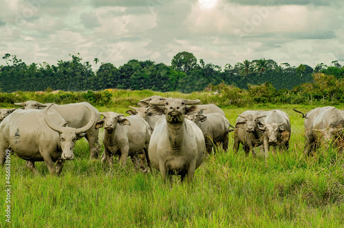 buffalo on the field © hafizzat