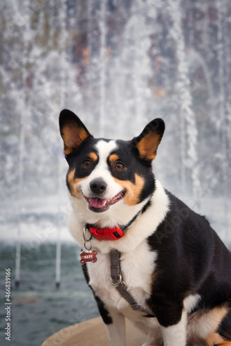Cute dog in front of a fountain. © Joe
