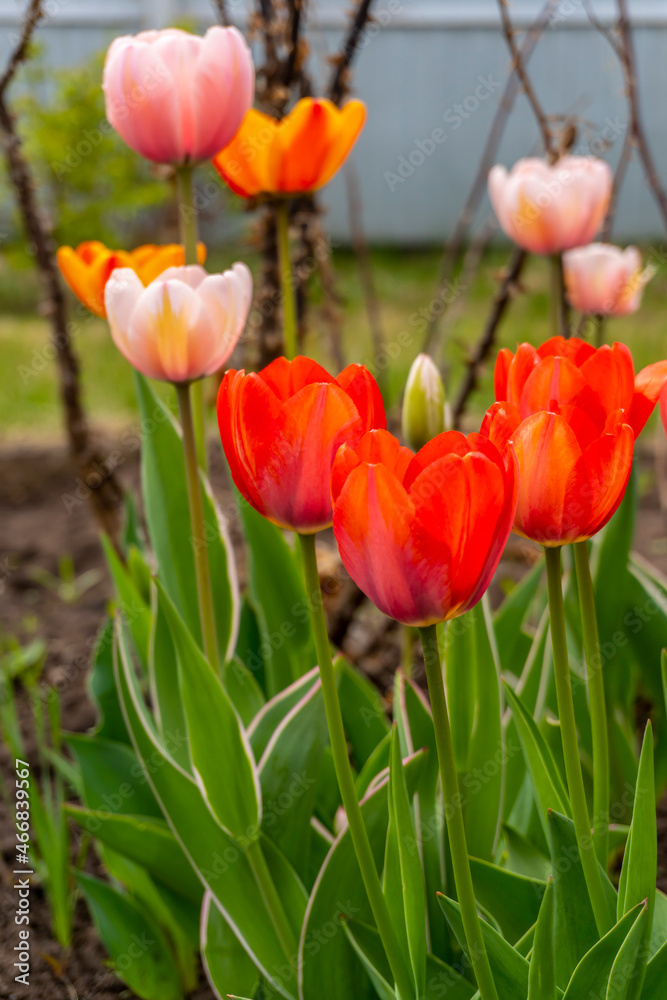 Red tulips in spring in the garden