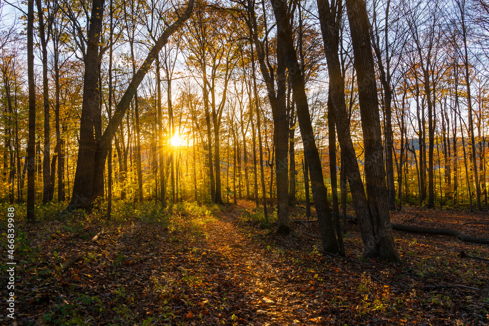 Naklejka premium Fall foliage and sunset in the Mile Around Woods trail in North Bennington, Vermont (VT), USA. Horizontal.