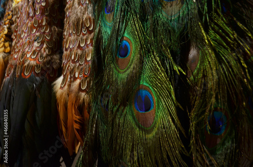 Plumas de pavorreal para arte plumario