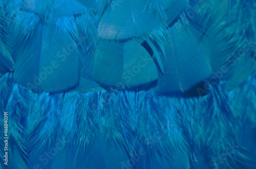 Plumas de pavorreal azul