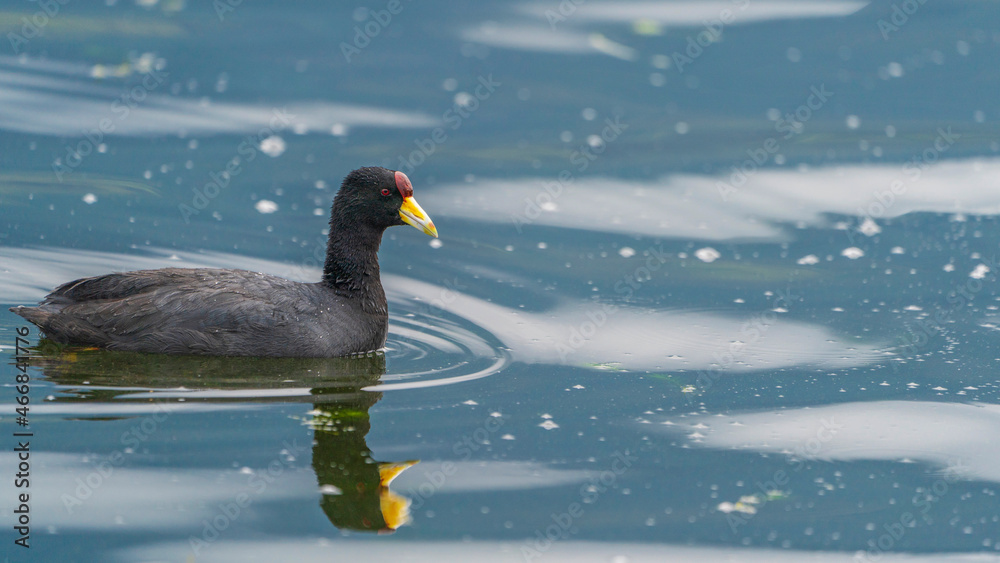 Red-crowned waterfowl swimming (Common moorhen) Red-crowned waterfowl swimming (Common moorhen)