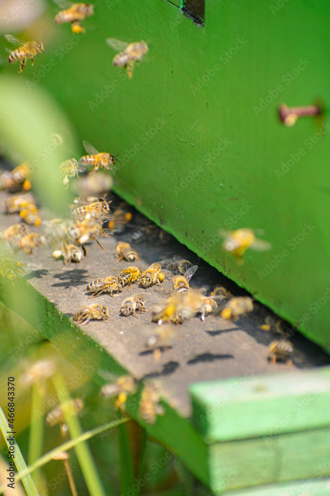 Proceso de apicultura orgánica y ética - obrazy, fototapety, plakaty 
