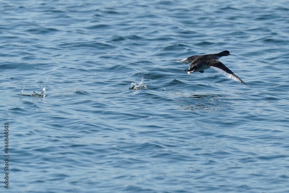 black necked grebe in the sea