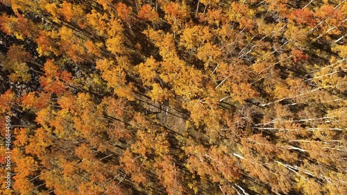 Rotating aerial view flying down to the forest viewing colorful Fall leaves in the Apsen Trees. photo