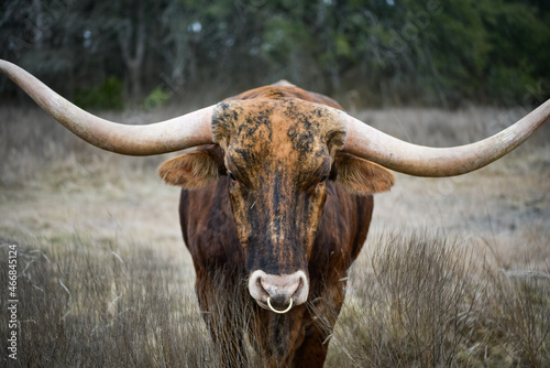 Chartruese Longhorn Bull Eating Grass at Elm Creek Ranch in Texas