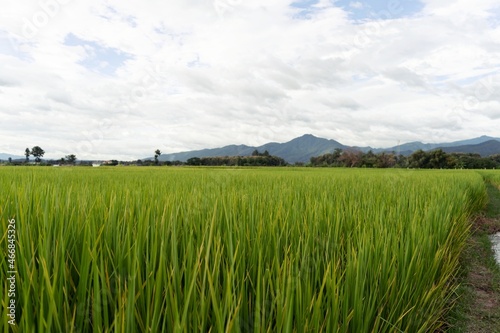 Green Terraced Rice Field. rice is growing in the field background