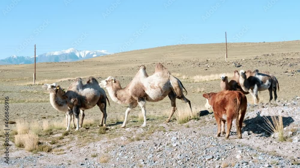 Bactrian camels in steppe against background of mountains. Herd of animals in pasture. Slow motion Bactrian camels in steppe against background of mountains. Herd of animals in pasture. Slow motion