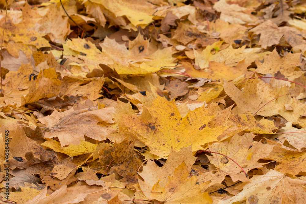 fallen autumn maple leaves closeup selective focus