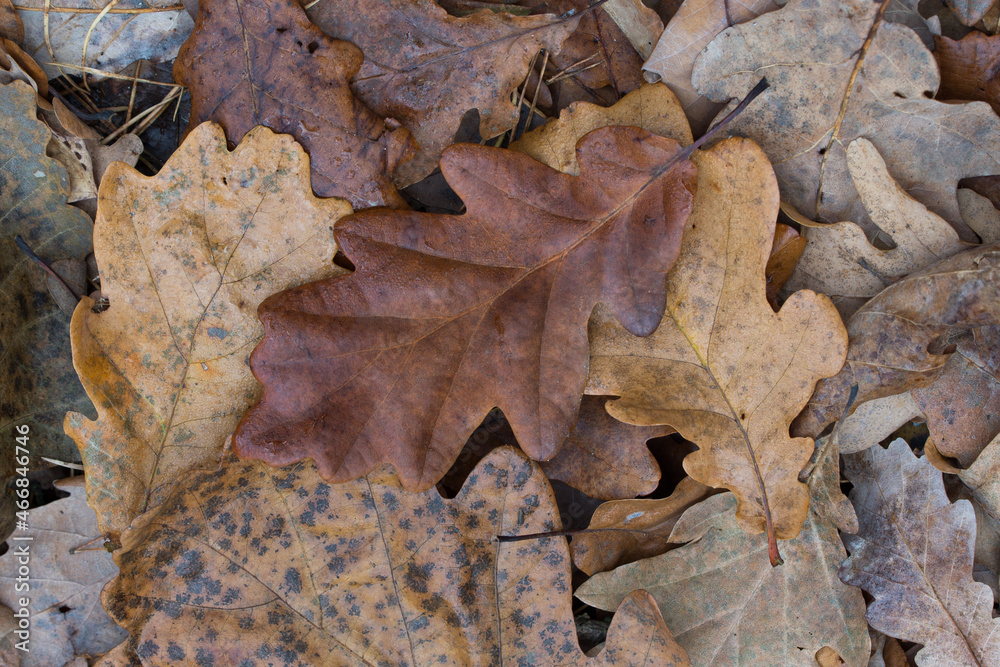 fall oak brown leaves on ground closeup