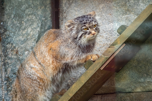 Canvas Print Wild cat manul or Pallas's cat, lat. Otocolobus manul, in the zoo