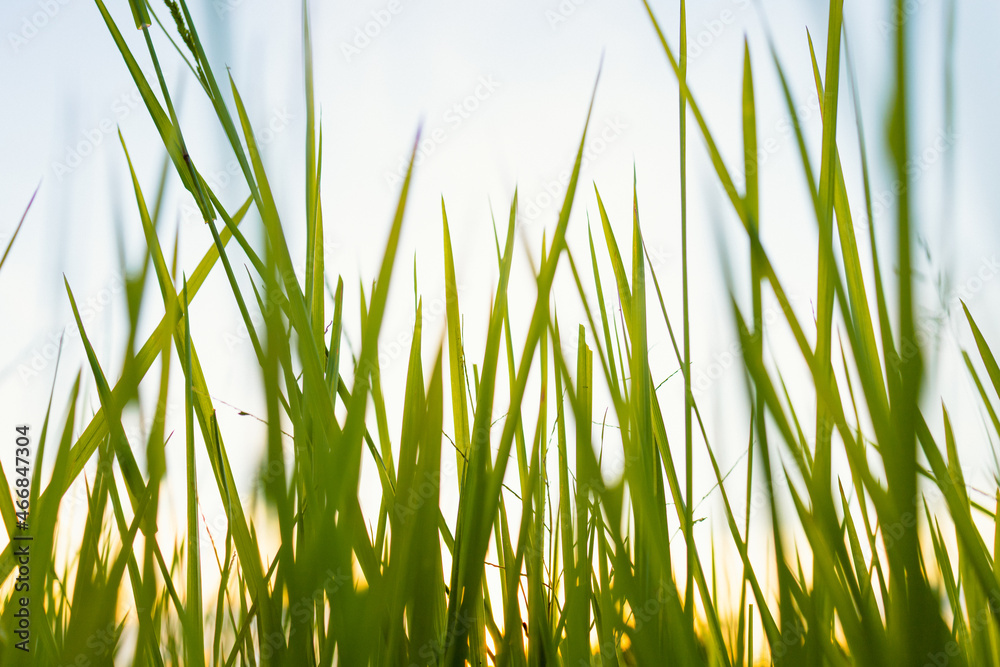 Naklejka premium Fresh green grass in nature at sunset
