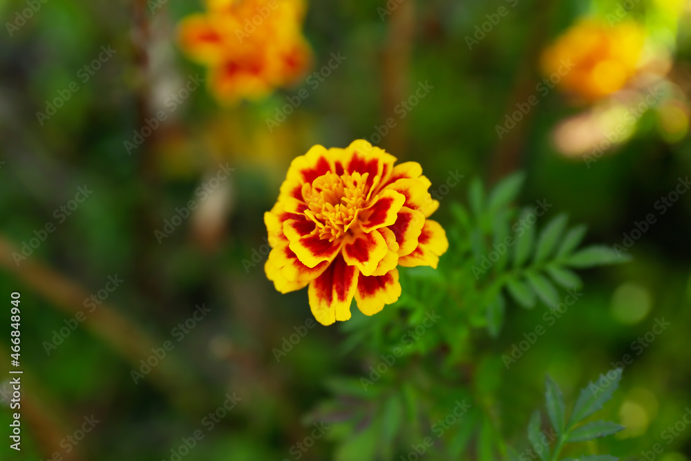 Beautiful marigold flower growing in garden, closeup Beautiful marigold flower growing in garden, closeup
