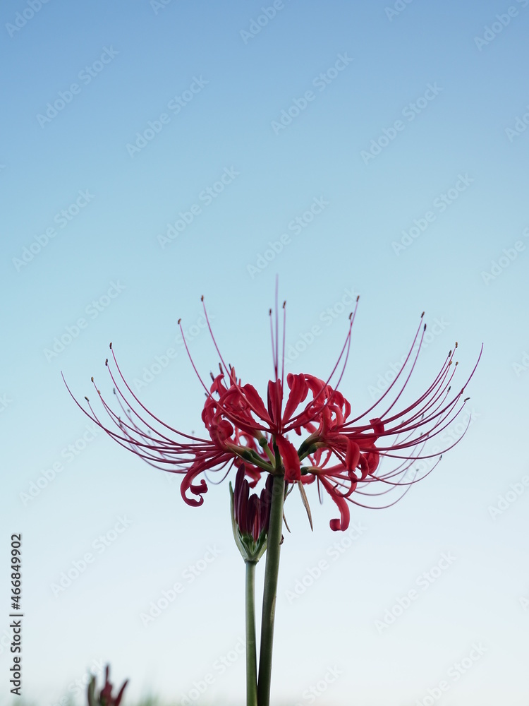 flower in the sky flower in the sky