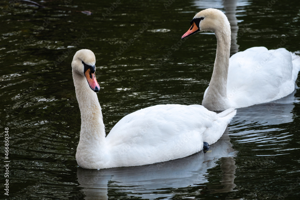 Two graceful white swans swim in the dark water. Two graceful white swans swim in the dark water.