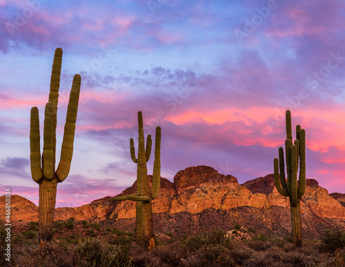Saguaro Cacti in the Arizona Desert at Sunset © Kyle