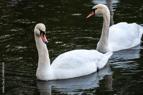 Two graceful white swans swim in the dark water.