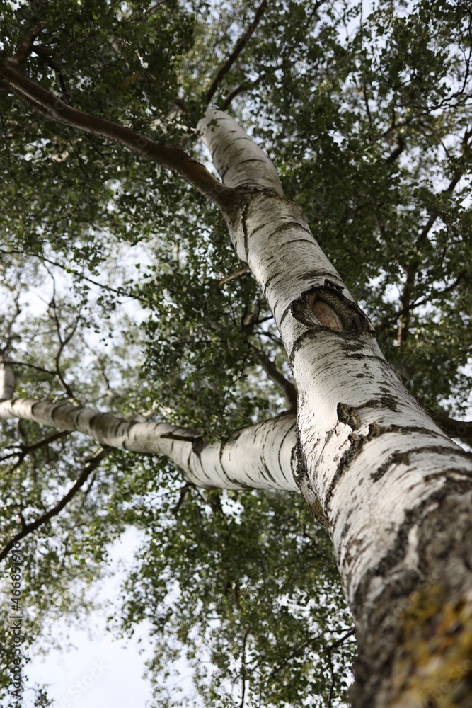 Fototapeta premium tree in the forest birch 