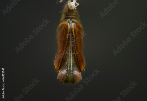Pupa Stage in the life cycle of a butterfly, Spotted rustic is undergoing complete metamorphosis to emerge as a beautiful adult butterfly. Chrysalis close up macro photograph against a dark background