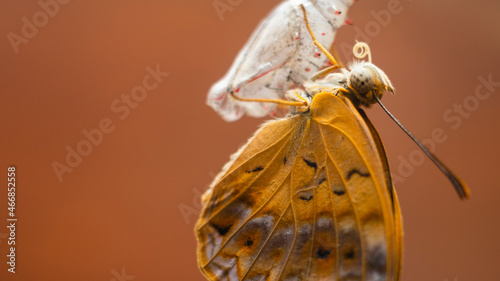 Fényképezés Common leopard butterfly emerging after completion of metamorphosis