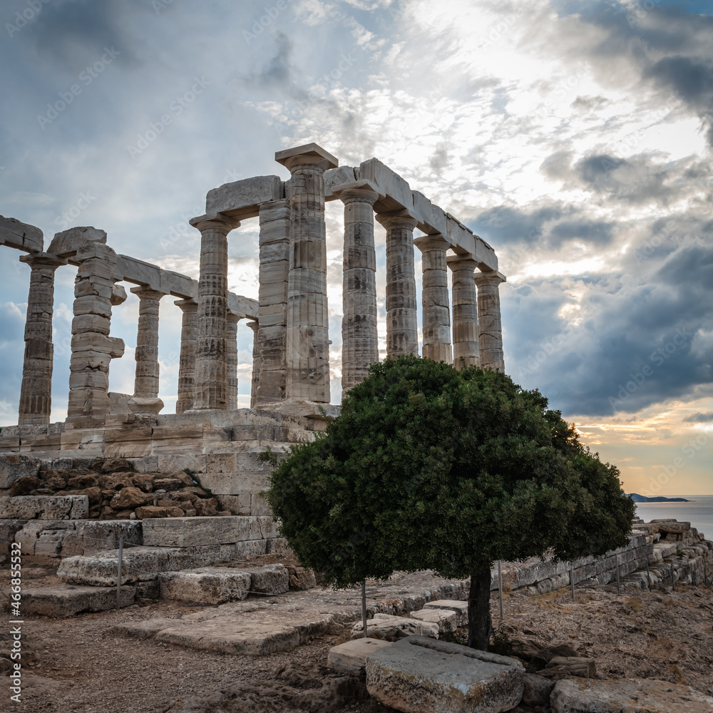 Olive tree at the foot of the temple of Poseidon