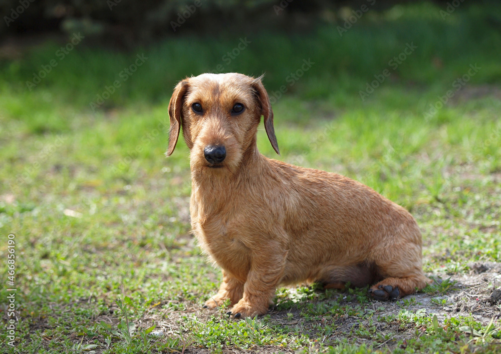 Cute wire-haired dachshund sits on the lawn Cute wire-haired dachshund sits on the lawn