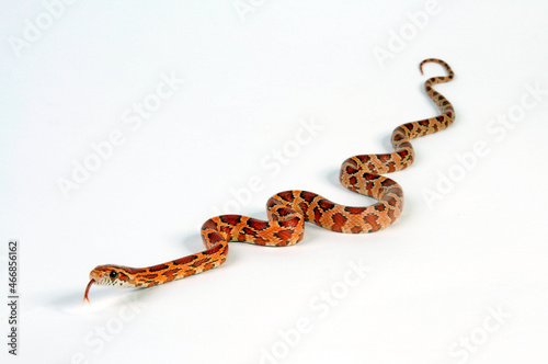 Corn snake // Kornnatter (Pantherophis guttatus) - Okatee 