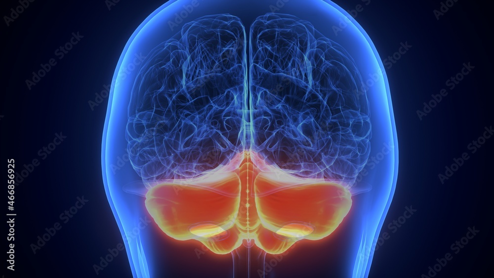 3d illustration of human brain thalamus anatomy. Stock Illustration ...