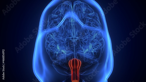 3d illustration of human brain medulla oblongata anatomy. photo