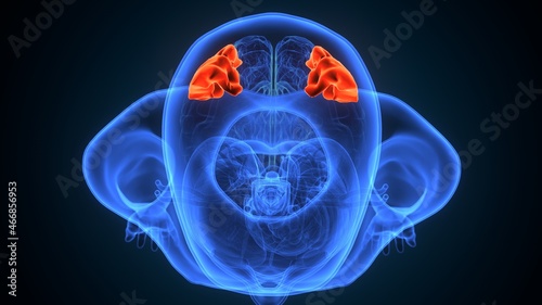 3d illustartion of human brain supramarginal gyrus anatomy. photo