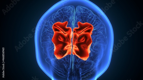 3d illustration of human brain superior parietal lobule Anatomy.