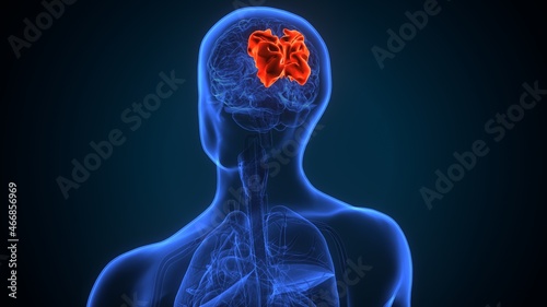 3d illustration of human brain superior parietal lobule Anatomy.