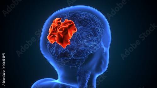3d illustration of human brain superior parietal lobule Anatomy. photo