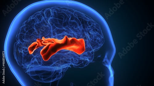 3d illustration of human brain central organ anatomy photo
