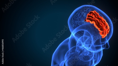 3d illustration of human brain Brain superior frontal gyrus Anatomy.