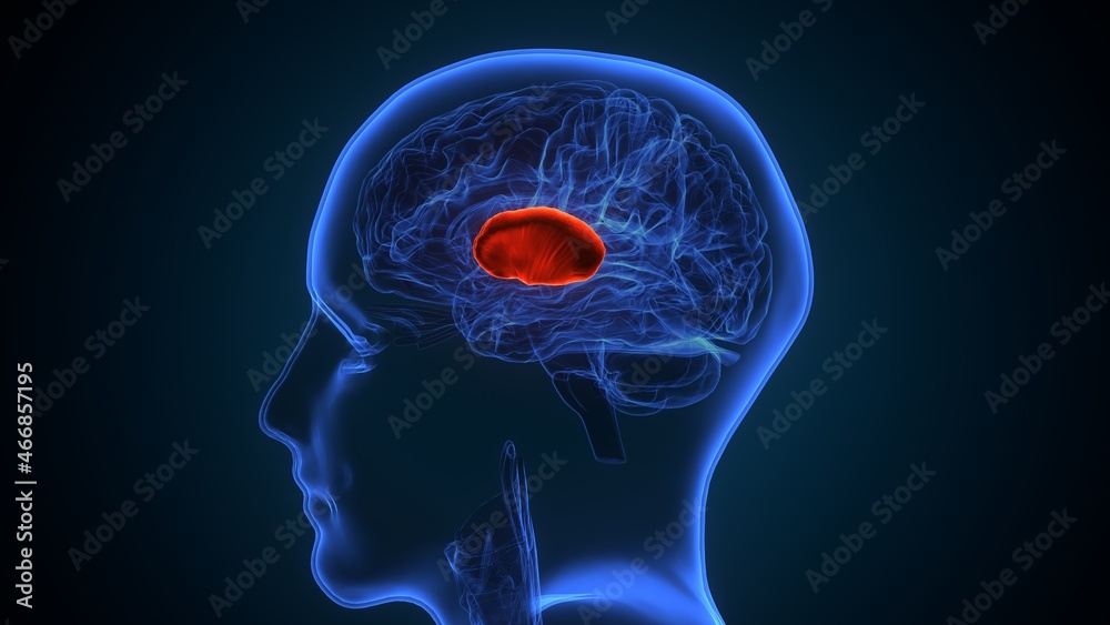 3d illustration of human brain putamen Anatomy. 3d illustration of human brain putamen Anatomy.