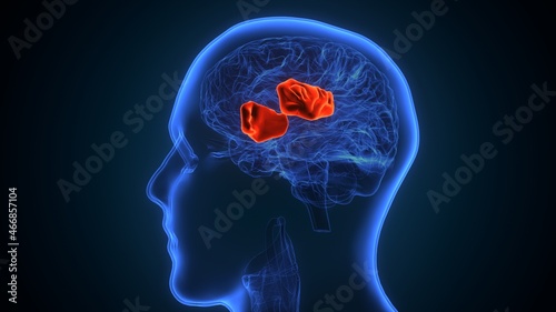3d illustration of human brain thalamus anatomy.