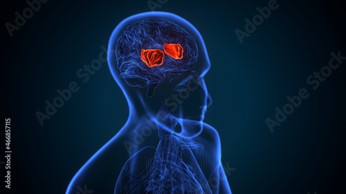 3d illustartion of human brain insula anatomy