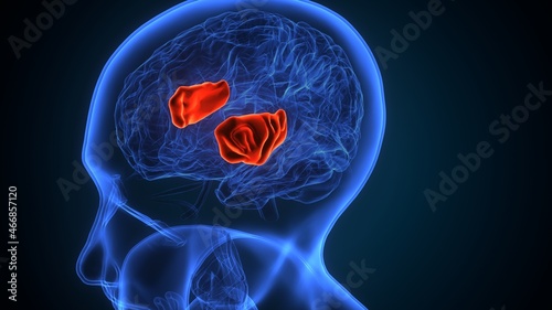 3d illustartion of human brain insula anatomy photo