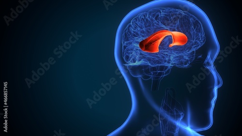 3d illustration  of human brain corpus callosum anatomy.

