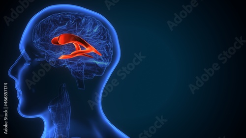 3d illustration of human brain lateral ventricle anatomy.