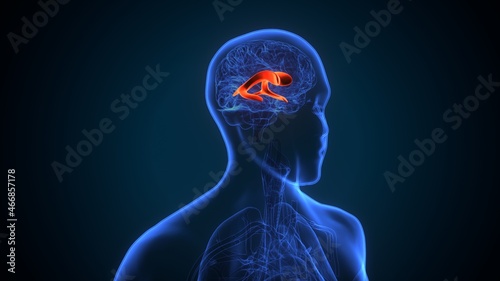 3d illustration of human brain lateral ventricle anatomy.