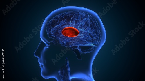 3d illustration of human brain  putamen Anatomy. photo