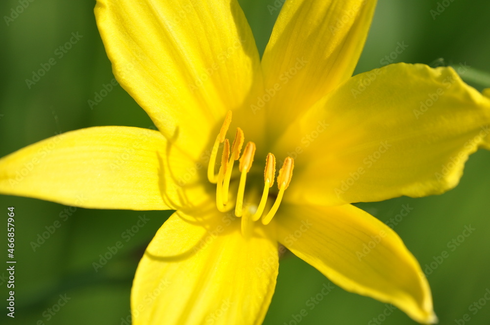 close up of yellow flower