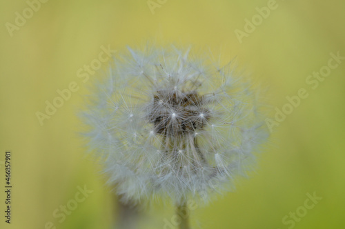 dandelion on green background