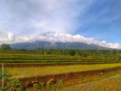 Rice field view with sky and mountains in the background