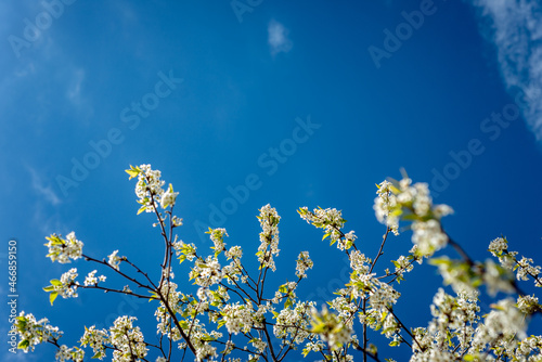 Spring apple blossom against background of blue sky