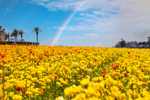 a field filled with rows of yellow flowers with lush green leaves and stems with palm trees and blue sky with a rainbow at The Flower Fields in Carlsbad California	 photo